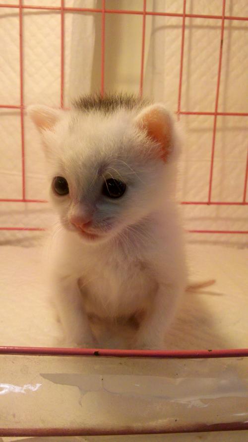 31ÈÕ24ʱÆð£¬ÆûÓÍ¡¢²ñÓͼ۸ñÿ¶ÖÉϵ÷90ÔªºÍ85Ôª